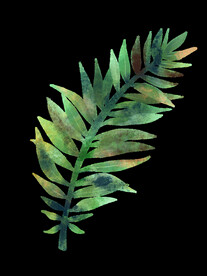 蕨类植物插画素材