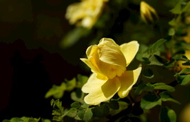 小黄花