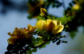 光与花