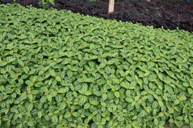 绿白相间叶子植物背景