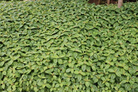 绿白相间叶子植物背景