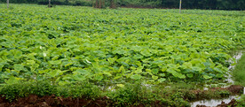 莲藕种植