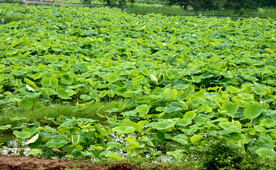 莲藕种植