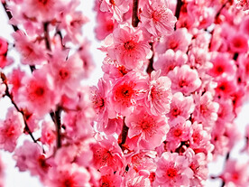 桃花