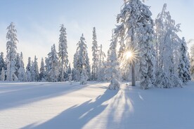 冬季雪松