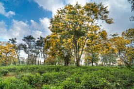鲜花满树