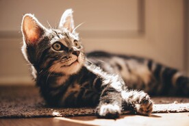 猫  