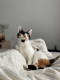 猫 