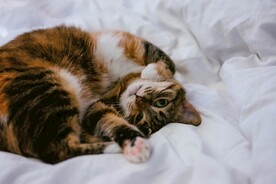 猫 