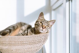 猫 
