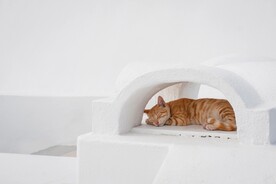 猫咪 