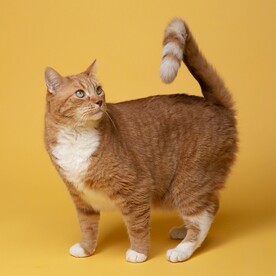 猫咪 