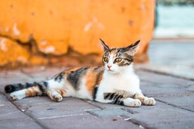 猫咪