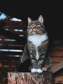 猫咪 