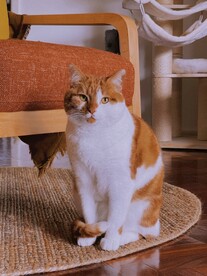 猫 
