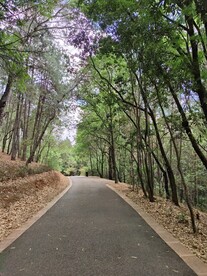 森林小路