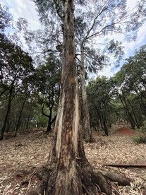 百年古树