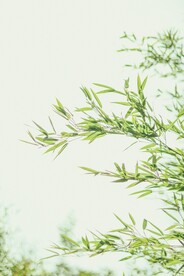 竹叶