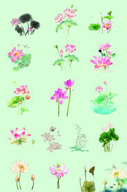 莲花 荷花 