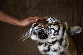 老虎图片