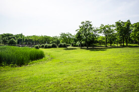 蓝天草地