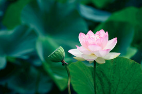 莲花