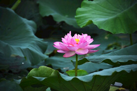 莲花莲花