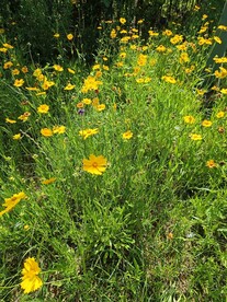 金鸡菊