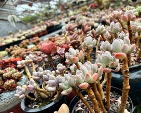 多肉植物