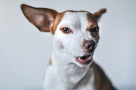 狗 可