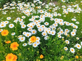 大白菊