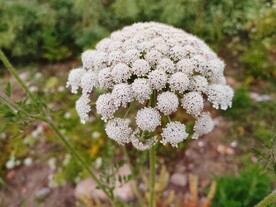 蛇床花