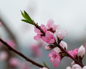 桃花