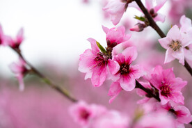 桃花 