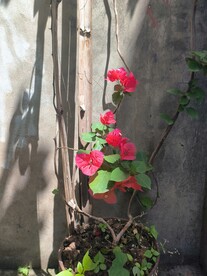 红色三角梅
