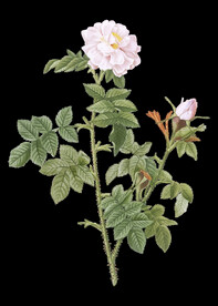 植物花朵