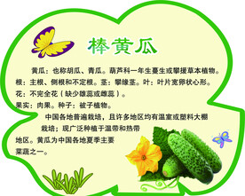 棒黄瓜