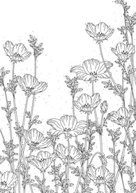 蒲公英线描矢量        