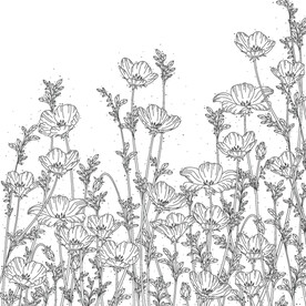 蒲公英线描矢量        