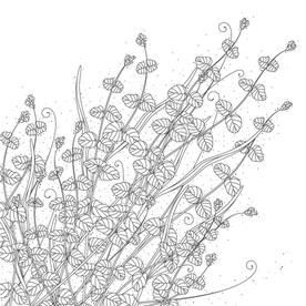 蒲公英线描矢量        
