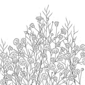 蒲公英线描矢量        