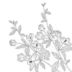 蒲公英线描矢量 