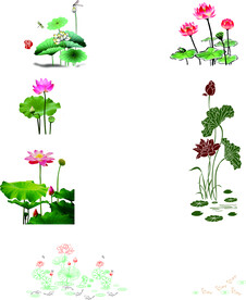 荷花 