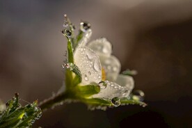 露滴