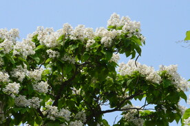 梓树花
