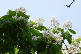梓树花 