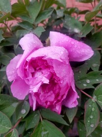 雨中牡丹