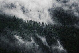 大雾森林