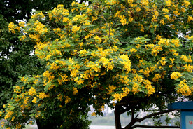 黄槐决明花