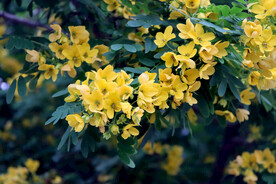 黄槐决明花